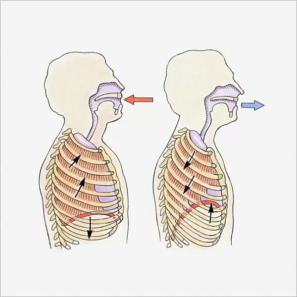Illustration showing diaphragm moving down when exhaling and up when inhaling