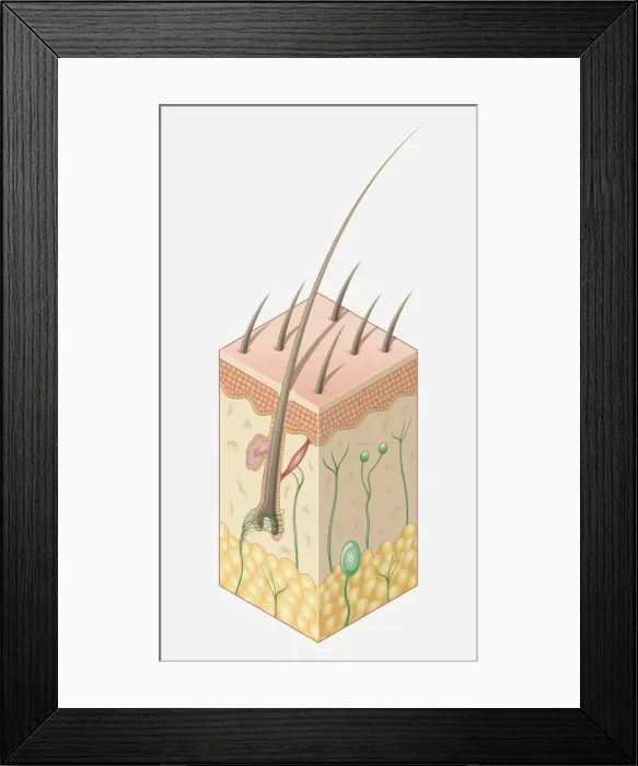 Framed Print : Digital illustration of structure of human skin Framed Print : Digital illustration of structure of human skin