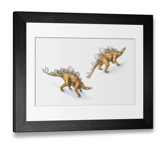 Framed Print : Illustration of a pair of Stegosauri, Jurassic period