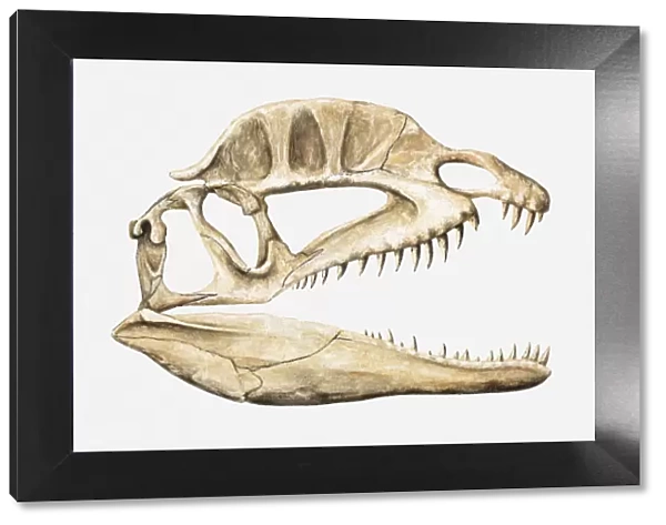 Illustration of the skull of a Dilophosaurus, Jurassic period