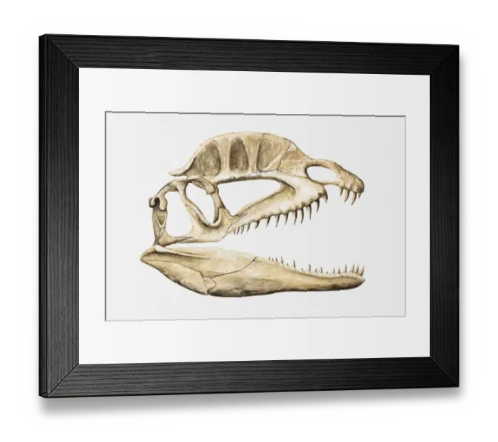 Framed Print : Illustration of the skull of a Dilophosaurus, Jurassic period Framed Print : Illustration of the skull of a Dilophosaurus, Jurassic period