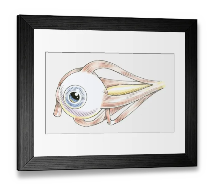 Framed Print : Illustration of muscles attached to human eye Framed Print : Illustration of muscles attached to human eye