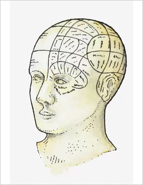Illustration of phrenology head