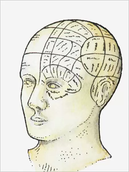 Illustration of phrenology head