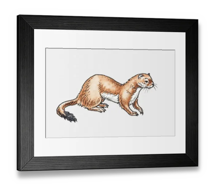 Framed Print : Illustration of Least Weasel (Mustela nivalis)