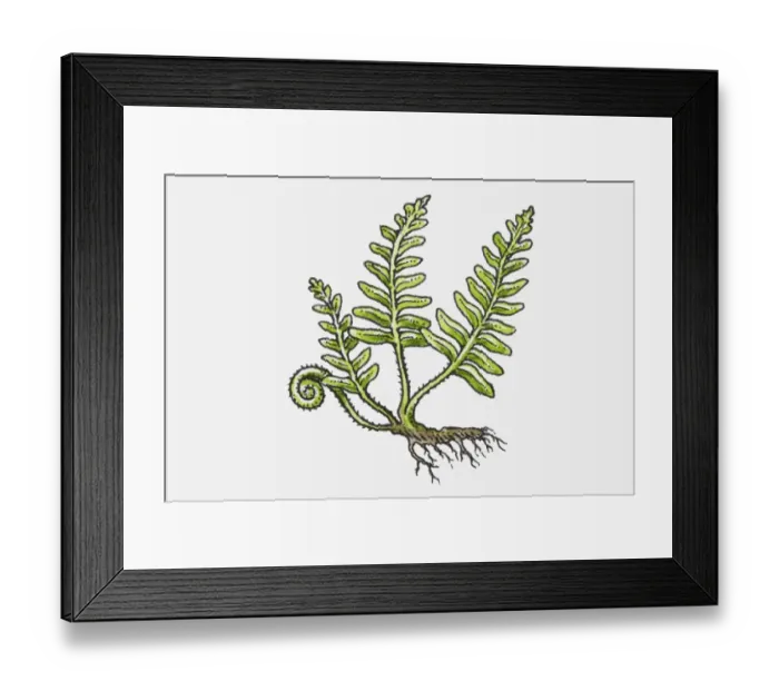 Framed Print : Illustration of Fern with green leaves, frond, and roots Framed Print : Illustration of Fern with green leaves, frond, and roots