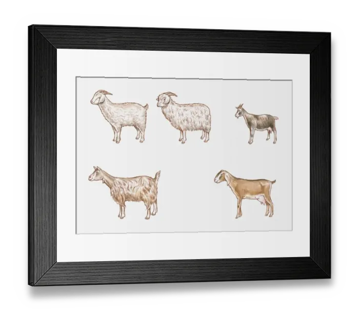 Framed Print : Illustration of Saanen, Angora, African Pygmy, Anglo-Nubian and Toggenburg goats