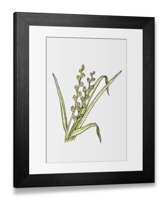 Framed Print : Illustration of grasses and sedges