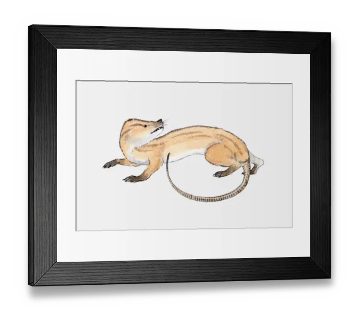 Framed Print : Illustration of a synapsid pre-historic mammal Framed Print : Illustration of a synapsid pre-historic mammal
