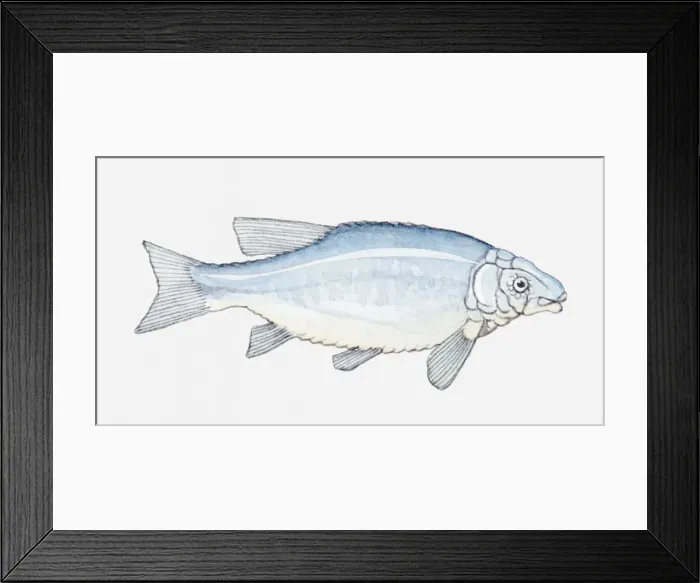 Framed Print : Illustration of a prehistoric fish Framed Print : Illustration of a prehistoric fish