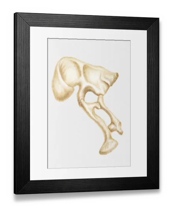 Framed Print : Illustration of the hip bone of a Segnosaurus, a bipedal dinosaur, Cretaceous period Framed Print : Illustration of the hip bone of a Segnosaurus, a bipedal dinosaur, Cretaceous period