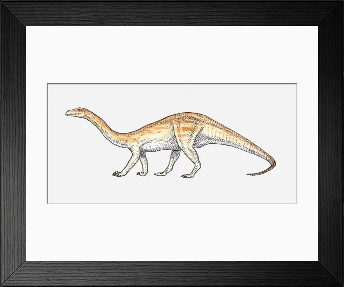 Framed Print : Illustration of an Anchisaurus, early Jurassic period Framed Print : Illustration of an Anchisaurus, early Jurassic period