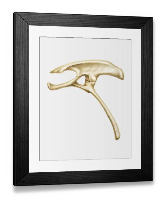 Framed Print : Illustration of the hip bone of a Homalocephale dinosaur, late Cretaceous period Framed Print : Illustration of the hip bone of a Homalocephale dinosaur, late Cretaceous period