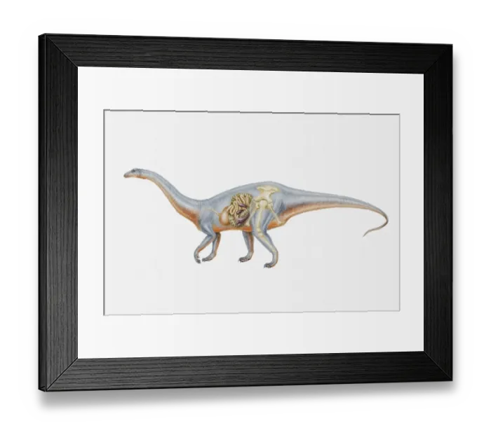 Framed Print : Illustration of the internal anatomy of a Riojasaurus, Triassic period Framed Print : Illustration of the internal anatomy of a Riojasaurus, Triassic period