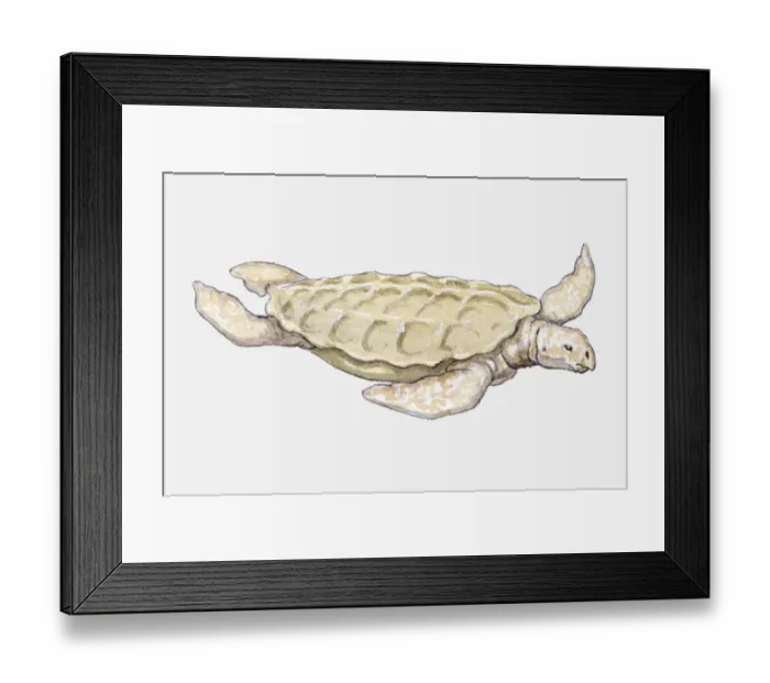 Framed Print : Illustration of a prehistoric turtle Framed Print : Illustration of a prehistoric turtle