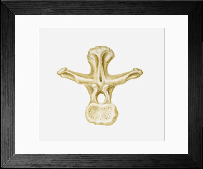 Framed Print : Illustration of the vertebra of a Brachiosaurus, late Jurassic-Cretaceous periods Framed Print : Illustration of the vertebra of a Brachiosaurus, late Jurassic-Cretaceous periods