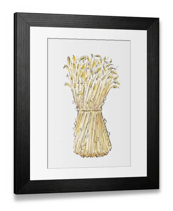Framed Print : Illustration of Wheat (Triticum spp. ) sheaf Framed Print : Illustration of Wheat (Triticum spp. ) sheaf