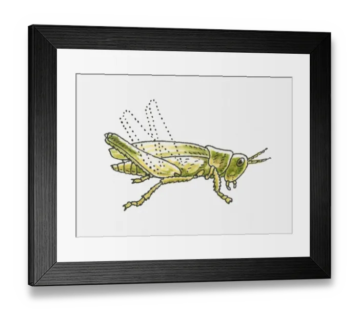 Framed Print : Illustration of green Grasshopper (Caelifera) Framed Print : Illustration of green Grasshopper (Caelifera)