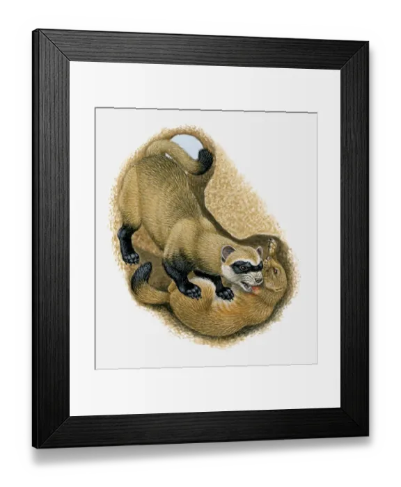 Framed Print : Illustration of Black-footed Ferret killing Prairie Dog in its burrow Framed Print : Illustration of Black-footed Ferret killing Prairie Dog in its burrow