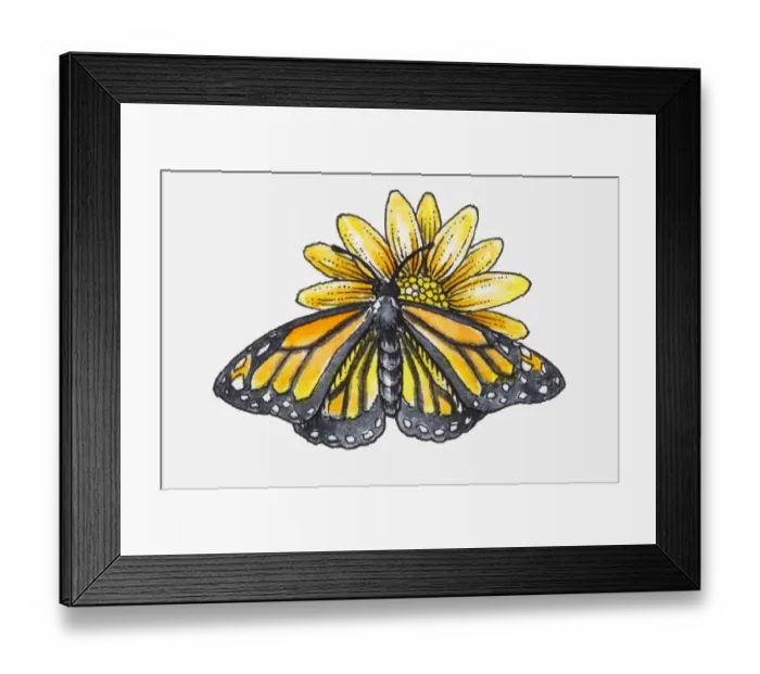 Framed Print : Illustration of female Monarch butterfly (Danaus plexippus) feeding on nectar from yellow flower Framed Print : Illustration of female Monarch butterfly (Danaus plexippus) feeding on nectar from yellow flower
