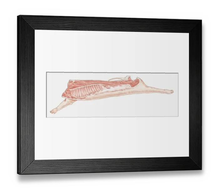 Framed Print : Illustration of side of pork showing sections of meat used