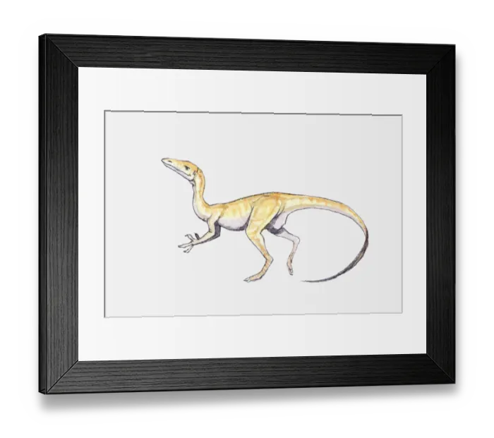 Framed Print : Illustration of a Coelophysis dinosaur, Triassic period
