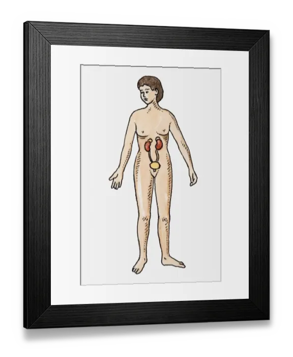 Framed Print : Illustration of female urinary system Framed Print : Illustration of female urinary system
