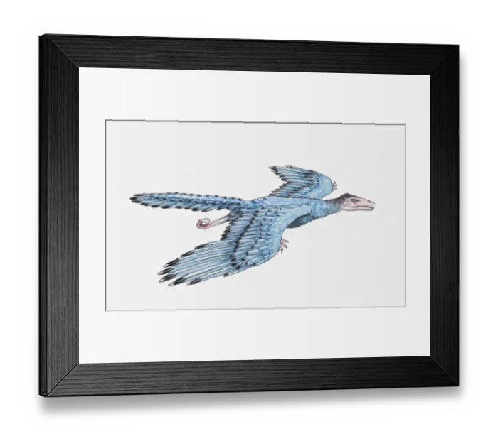 Framed Print : Illustration of an Archaeopteryx in flight, Jurassic period Framed Print : Illustration of an Archaeopteryx in flight, Jurassic period