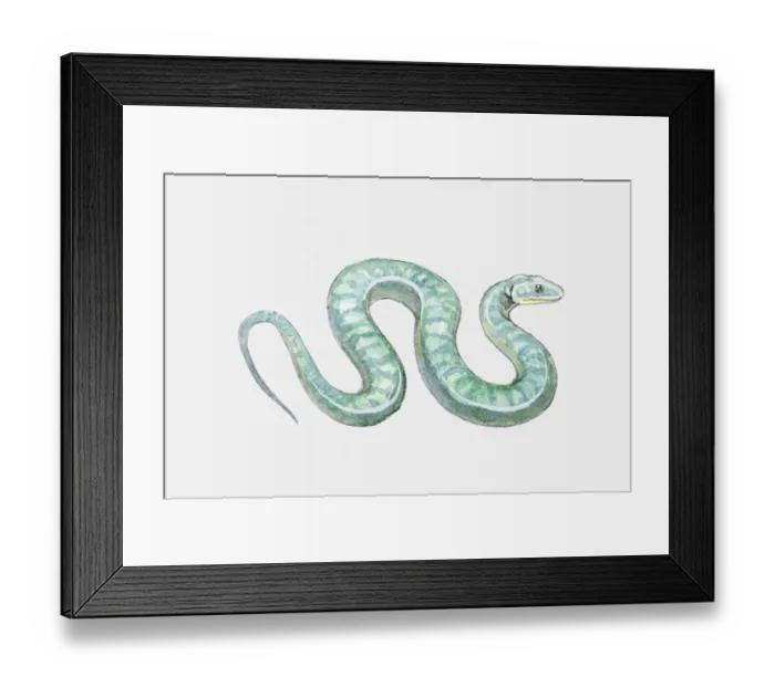 Framed Print : Illustration of a snake Framed Print : Illustration of a snake