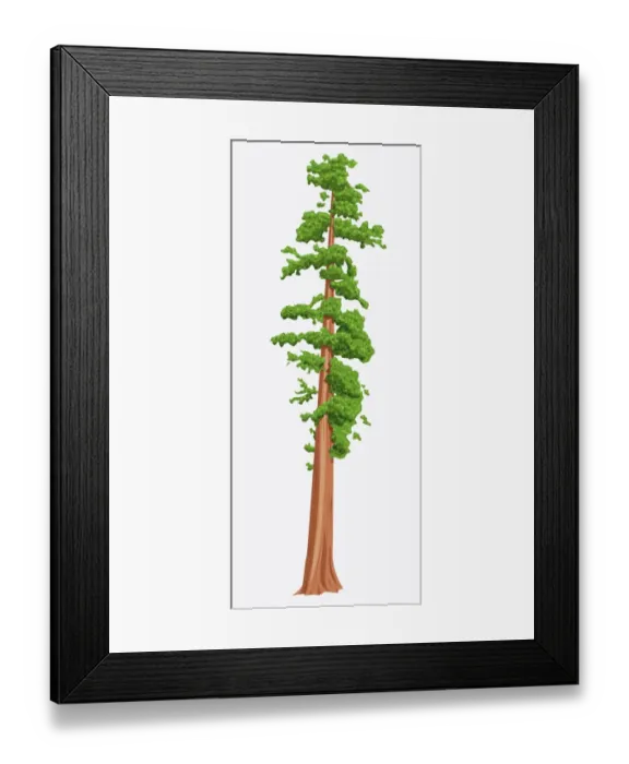 Framed Print : Digital illustration of Sequoia sempervirens (Giant Redwood) tree Framed Print : Digital illustration of Sequoia sempervirens (Giant Redwood) tree