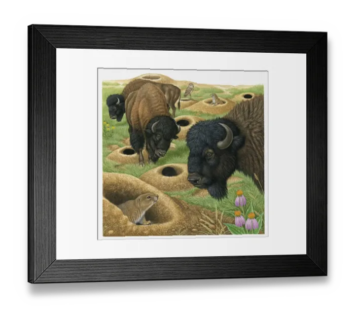 Framed Print : Illustration of American Bison looking at burrow and Black-tailed Prairie Dog, with Burrowing Owls in background Framed Print : Illustration of American Bison looking at burrow and Black-tailed Prairie Dog, with Burrowing Owls in background