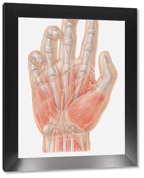 Illustration of muscles of human hand