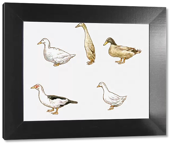 Illustration of Aylesbury, Indian Runner, Khaki Campbell, Pekin, and Muscovy ducks