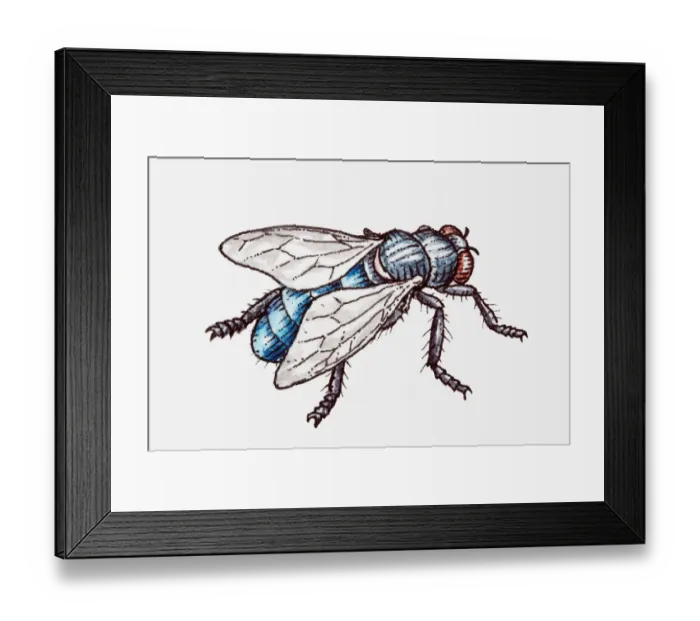 Framed Print : Illustration of a fly Framed Print : Illustration of a fly