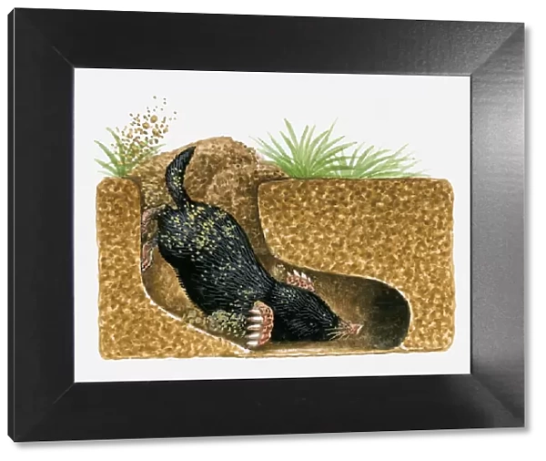 Illustration of Common Mole (Scalopus aquaticus) burrowing underground