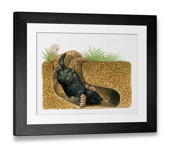 Framed Print : Illustration of Common Mole (Scalopus aquaticus) burrowing underground Framed Print : Illustration of Common Mole (Scalopus aquaticus) burrowing underground