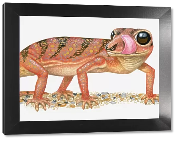 Illustration of Madagascar Ground Gecko (Paroedura pictus) standing with tongue out