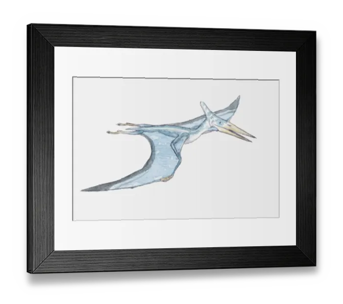 Framed Print : Illustration of a Pterosaur, a prehistoric bird, late Triassic-late Cretaceous periods Framed Print : Illustration of a Pterosaur, a prehistoric bird, late Triassic-late Cretaceous periods