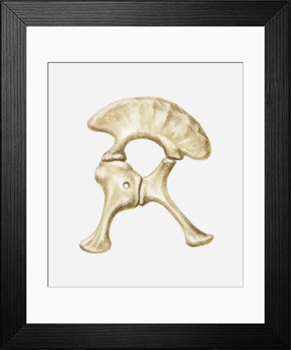 Framed Print : Illustration of the hip bone of a Diplodocus dinosaur, Jurassic period Framed Print : Illustration of the hip bone of a Diplodocus dinosaur, Jurassic period