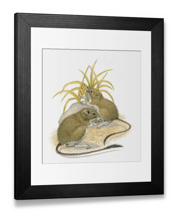 Framed Print : Illustration of two Arizona Pocket Mouse (Perognathus amplus) feeding on wheat Framed Print : Illustration of two Arizona Pocket Mouse (Perognathus amplus) feeding on wheat
