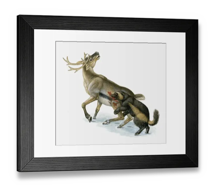 Framed Print : Illustration of Wolverine (Gulo gul) killing Caribou (Rangifer tarandus) in snow Framed Print : Illustration of Wolverine (Gulo gul) killing Caribou (Rangifer tarandus) in snow