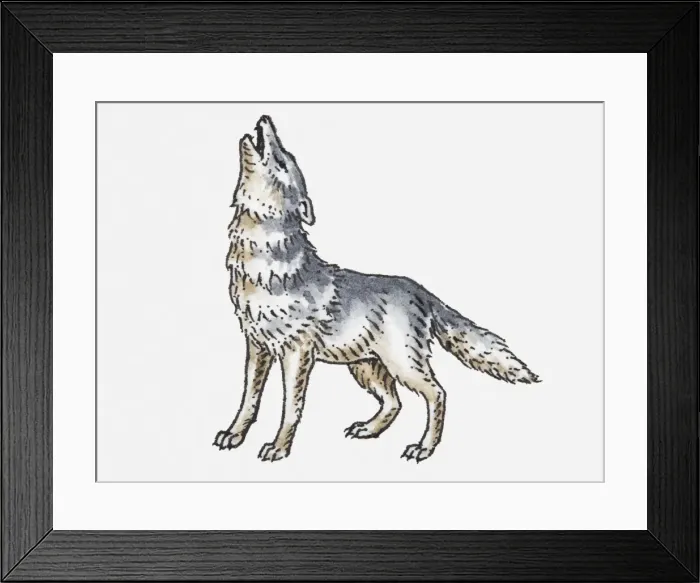Framed Print : Illustration of wolf howling Framed Print : Illustration of wolf howling