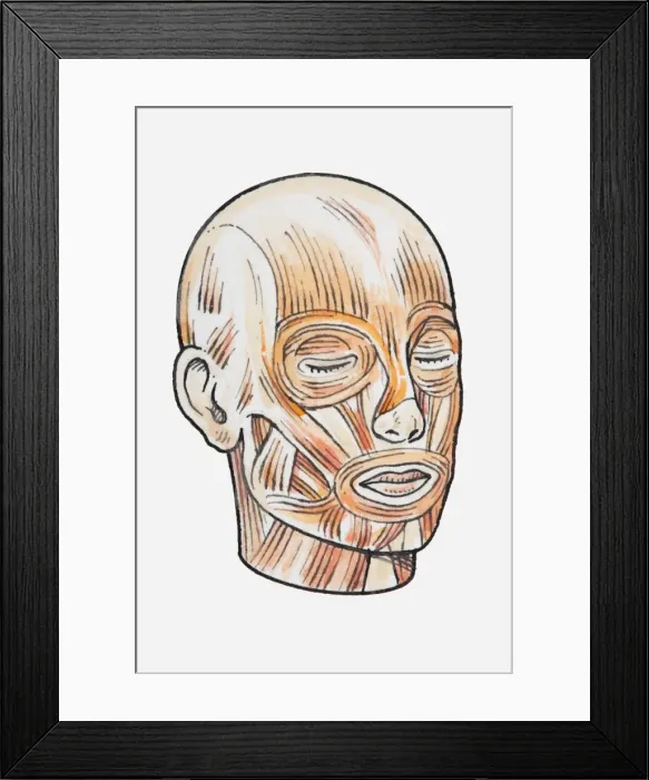 Framed Print : Illustration showing human head muscles