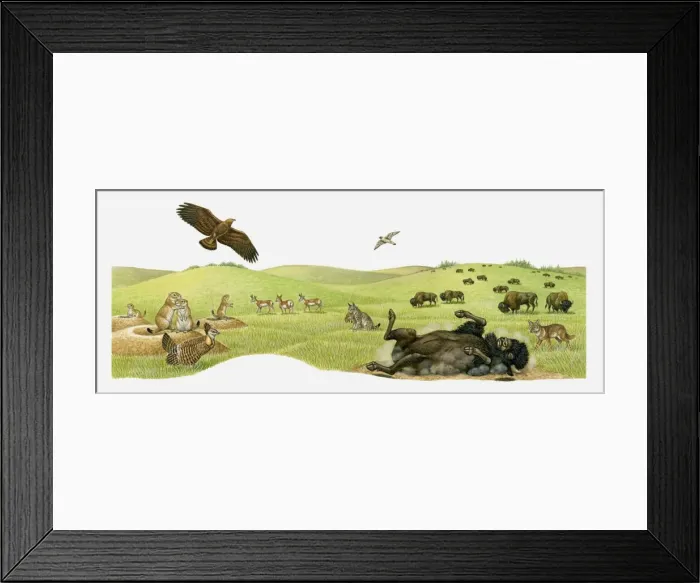 Framed Print : Illustration of herd of Bison feeding on praire, Bison rolling in dry earth, Vulture in flight, Black-tailed Prairie Dogs on burrows, and Bobcat Framed Print : Illustration of herd of Bison feeding on praire, Bison rolling in dry earth, Vulture in flight, Black-tailed Prairie Dogs on burrows, and Bobcat