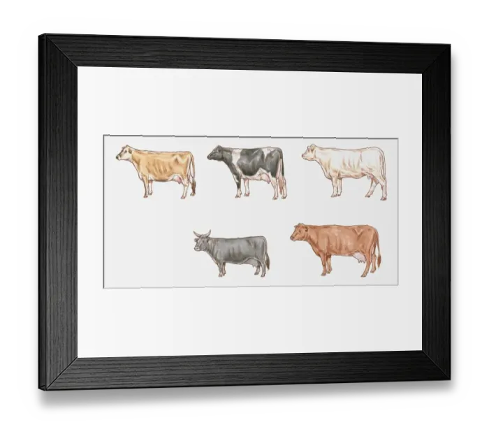 Framed Print : Illustration of Jersey, Friesian, Charolais, Red Poll and Dexter Framed Print : Illustration of Jersey, Friesian, Charolais, Red Poll and Dexter