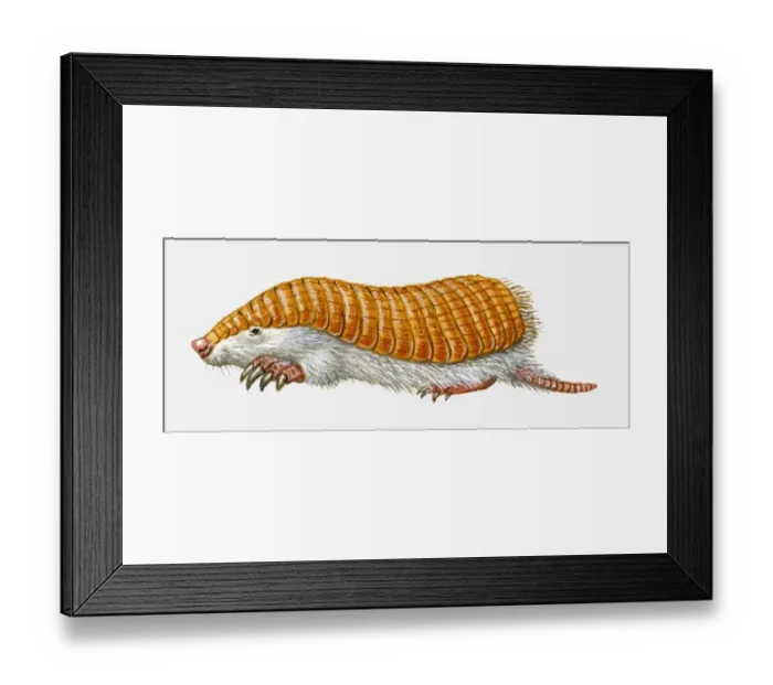 Framed Print : Illustration of Pink Fairy Armadillo (Chlamyphorus truncatus)