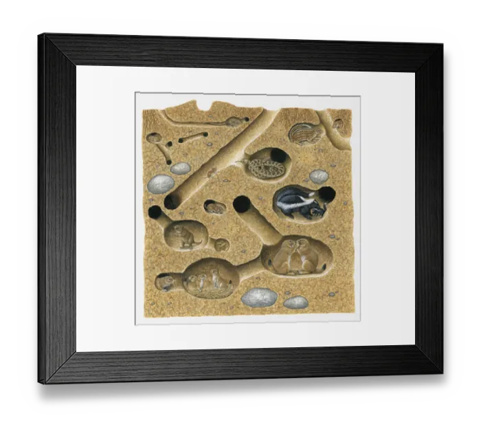 Framed Print : Illustration of Thirteen-lined Ground Squirrel, Striped Skunk, Prairie Rattlesnake, Plains Pocket Gopher, Black-tailed Prairie Dog, and northern pocket gopher in burrow and tunnel system Framed Print : Illustration of Thirteen-lined Ground Squirrel, Striped Skunk, Prairie Rattlesnake, Plains Pocket Gopher, Black-tailed Prairie Dog, and northern pocket gopher in burrow and tunnel system