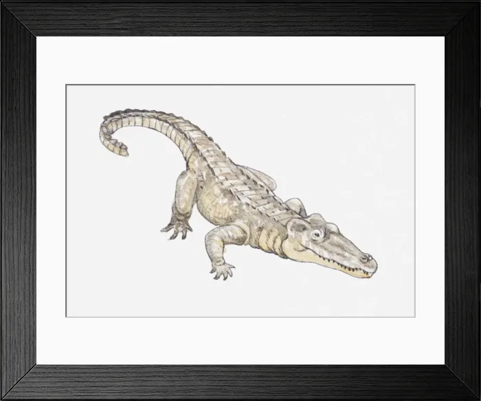 Framed Print : Illustration of a crocodile Framed Print : Illustration of a crocodile