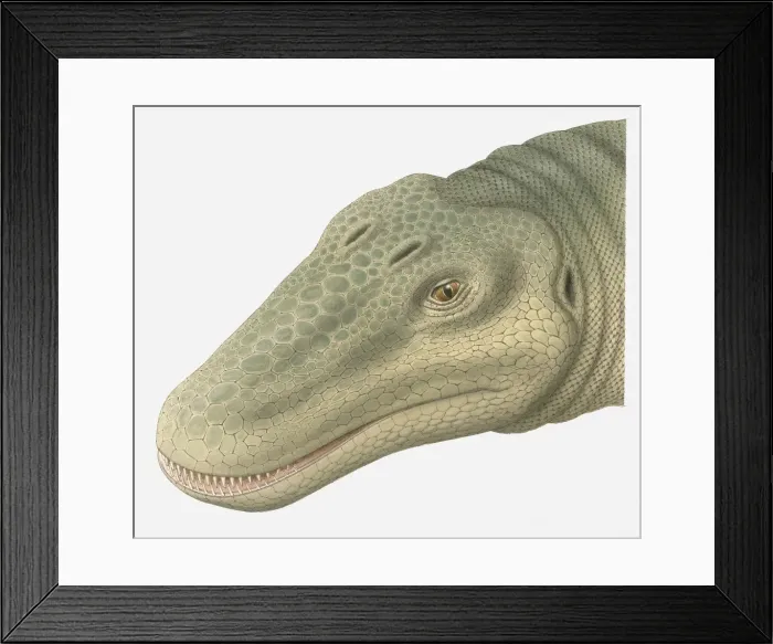 Framed Print : Illustration of Barosaurus head Framed Print : Illustration of Barosaurus head
