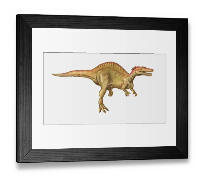 Framed Print : Illustration of a Spinosaurus, Cretaceous period Framed Print : Illustration of a Spinosaurus, Cretaceous period